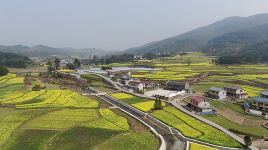 山川丘陵农业种植油菜花盛开航拍 视频