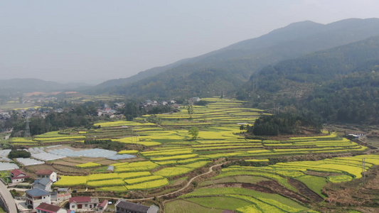 山川丘陵农业种植油菜花盛开航拍 视频