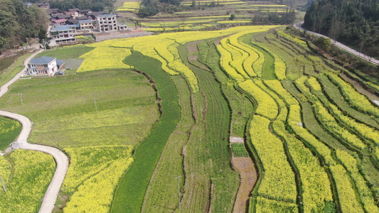 山川丘陵农业种植油菜花盛开航拍 视频