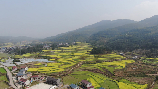 山川丘陵农业种植油菜花盛开航拍 视频