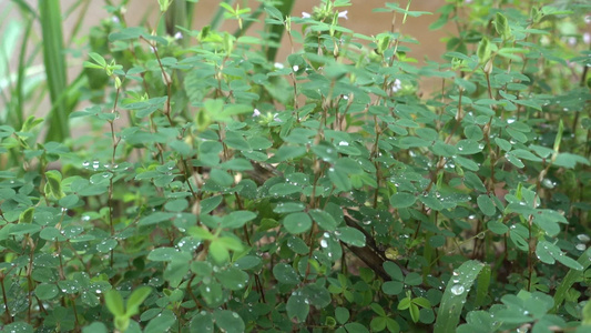 下雨天雨水滴落在绿色植物上视频