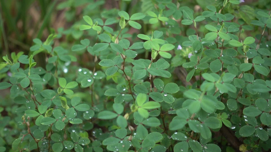 下雨天雨水滴落在绿色植物上视频