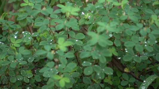 下雨天雨水滴落在绿色植物上视频