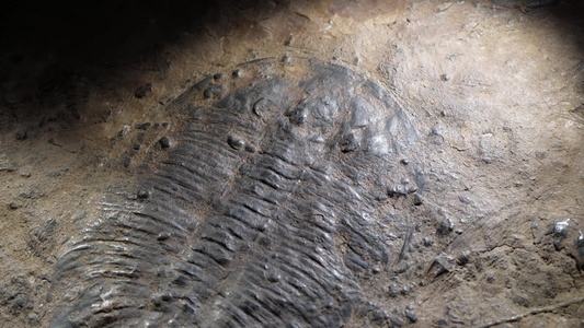 三叶虫化石远古考古视频