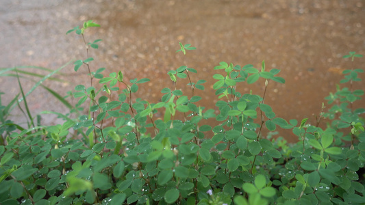 下雨天雨水滴落在绿色植物上视频