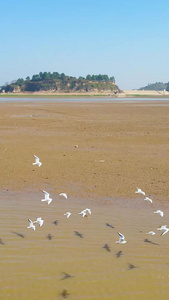 航拍鄱阳湖候鸟群海鸥自然保护区视频