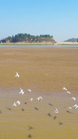 航拍鄱阳湖候鸟群海鸥自然保护区33秒视频