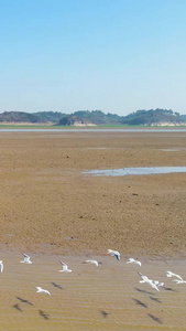 航拍鄱阳湖候鸟群海鸥鄱阳湖风光视频