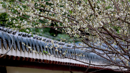 4K实拍春天梅花盛开春暖花开视频