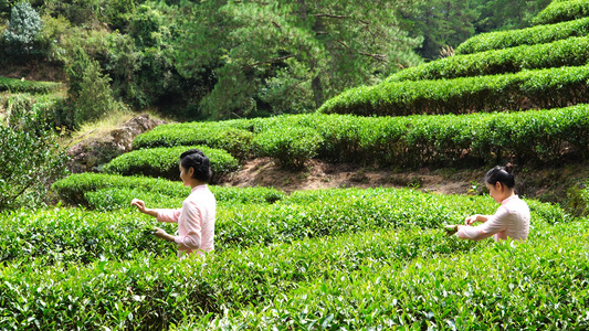 茶山采茶实拍合集4K[茶工]视频