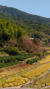 航拍安徽皖南摄影圣地塔川秋色徽派建筑视频