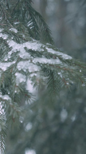 清晨飘落的雨雪击打在树梢上24节气视频