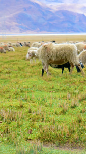 实拍畜牧业绵羊山羊吃草养殖业视频