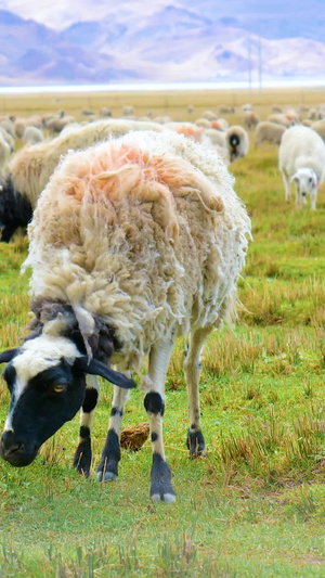 实拍畜牧业绵羊山羊吃草养殖业39秒视频