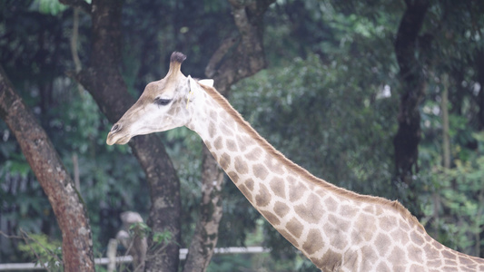 深圳动物园长颈鹿视频