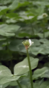 白花三叶草特写春暖花开视频