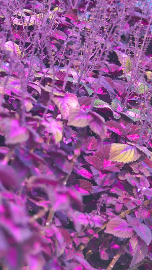 春天紫色叶子植物春暖花开22秒视频