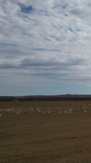 内蒙古羊群大自然52秒视频
