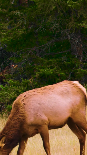 野生动物麋鹿驯鹿鹿大自然56秒视频