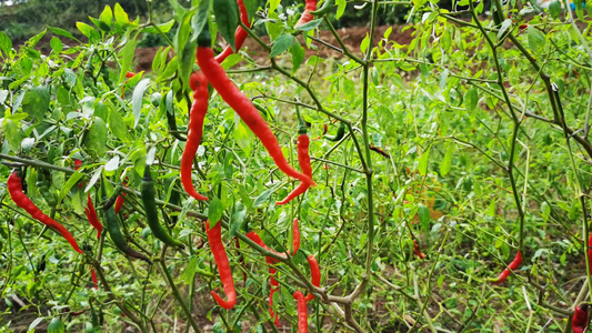 菜地种植小辣椒视频