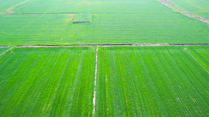 4K航拍麦田绿色农业乡村经济麦子28秒视频