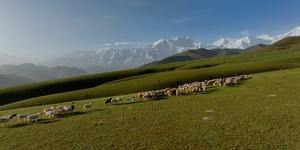 新疆那拉提雪山草原牛羊奔跑12秒视频