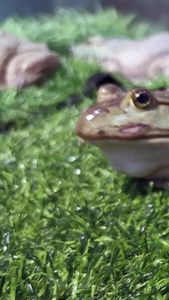 实拍青蛙食用牛蛙视频
