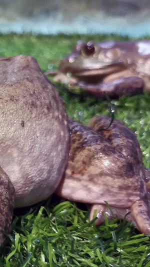 实拍青蛙食用牛蛙10秒视频