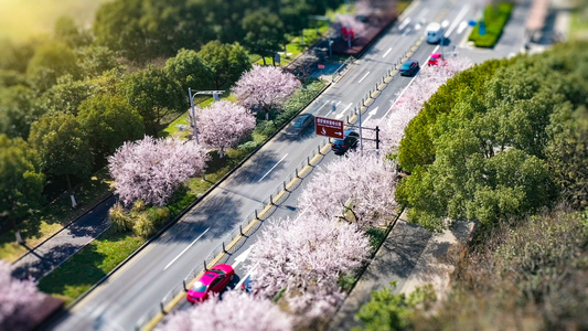 樱花公路航拍视频