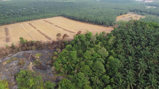 砍伐森林导致黄土视频