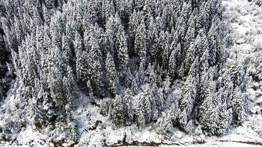航拍被雪覆盖的松树森林视频视频