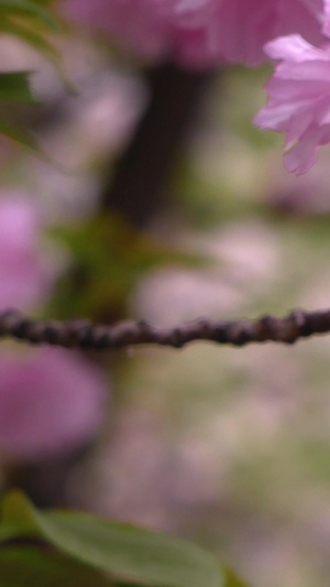 不多见的日本晚樱樱花树19秒视频