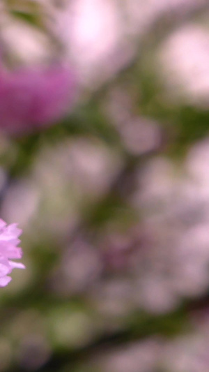 不多见的日本晚樱樱花树19秒视频