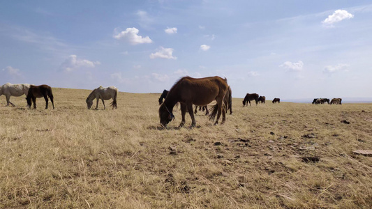 4k拍摄马群在鄂尔多斯大草原上悠闲的吃草视频