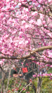 青岛中山公园樱花盛开风和日丽视频