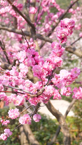 青岛中山公园樱花盛开风和日丽视频