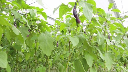 茄子种植视频