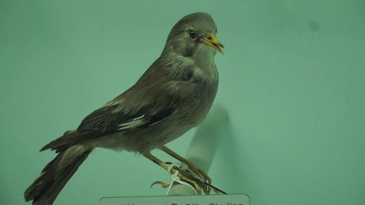 山雀翠鸟小型鸟类标本视频