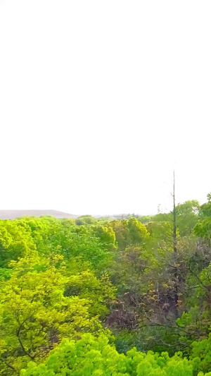 树林航拍植物园53秒视频