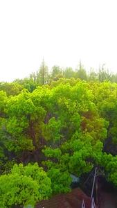 树林航拍植物园视频