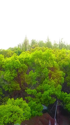树林航拍植物园53秒视频
