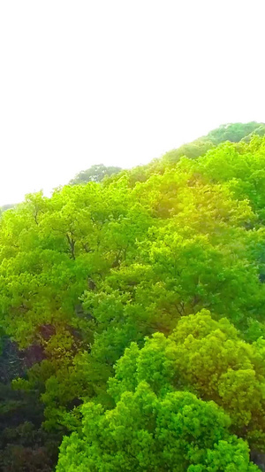 树林航拍森林公园53秒视频