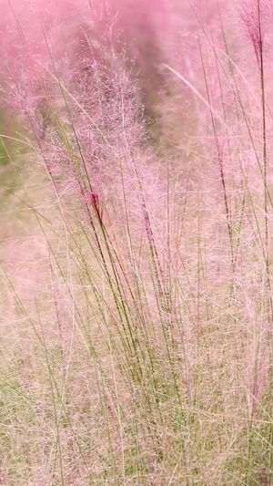 粉黛乱子草毛芒乱子草19秒视频