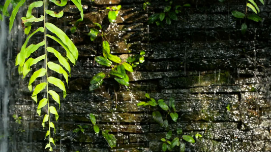 以绿色植物装饰为背景的瀑布在前台视频
