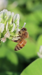 蜜蜂采花粉视频视频小野花视频
