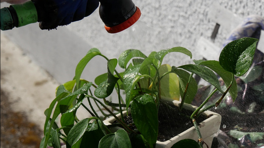 用水罐缝紧女人在家里做绿色的植物视频