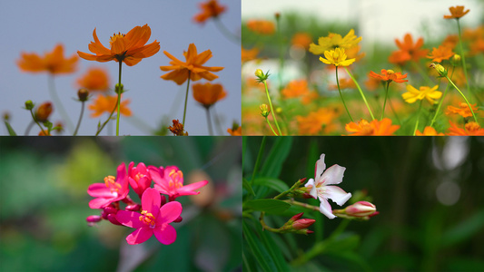 4K实拍春暖花开夏天鲜花视频