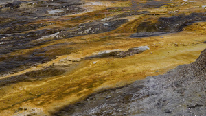 美国国家公园的温泉里有藻类细菌黄石33秒视频