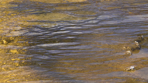藻类细菌垫黄石国家公园的温泉温泉池美国怀俄明州24秒视频