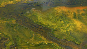藻类细菌垫黄石国家公园的温泉温泉池美国怀俄明州20秒视频